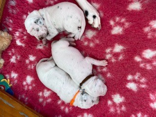 0353 10 Tage welpen