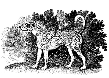 The Dalmatian or Coach Dog