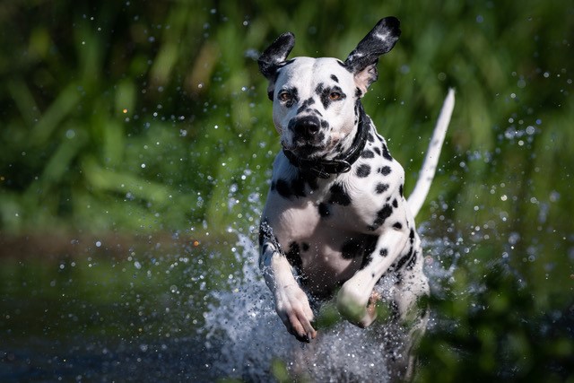 lady lou baertschi wasserbild 1