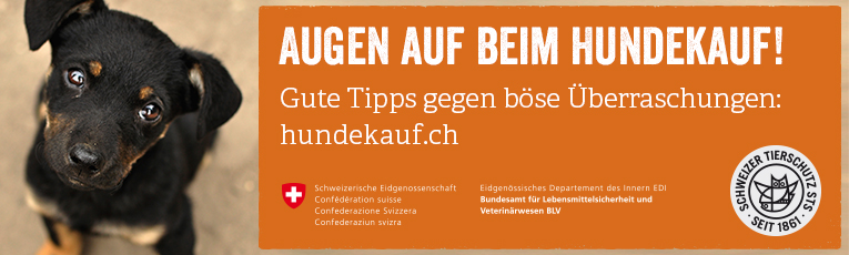 hundekauf banner 765x230px